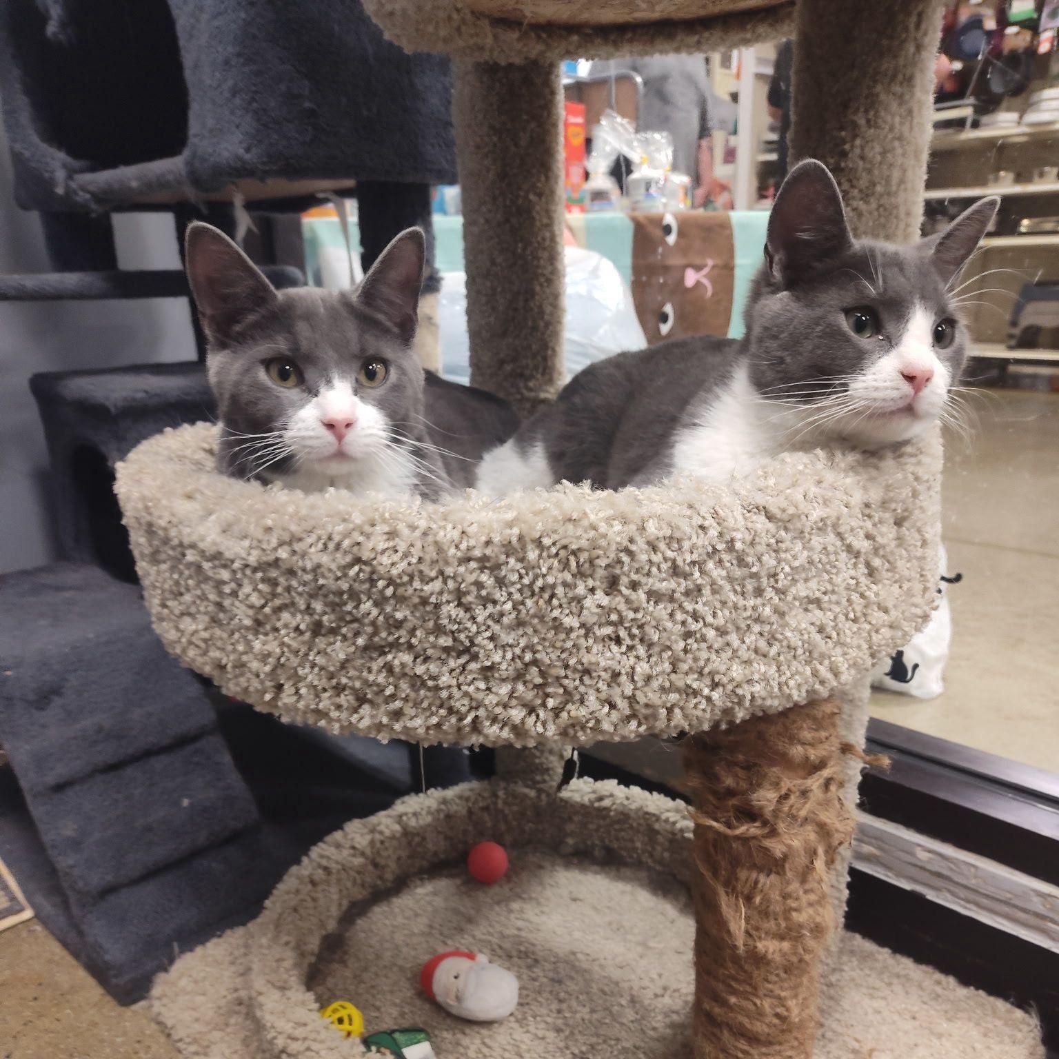 Enlarge Fleece & Flannel - BONDED PAIR, an adopted Domestic Short Hair in Maple Shade, NJ image 2/4