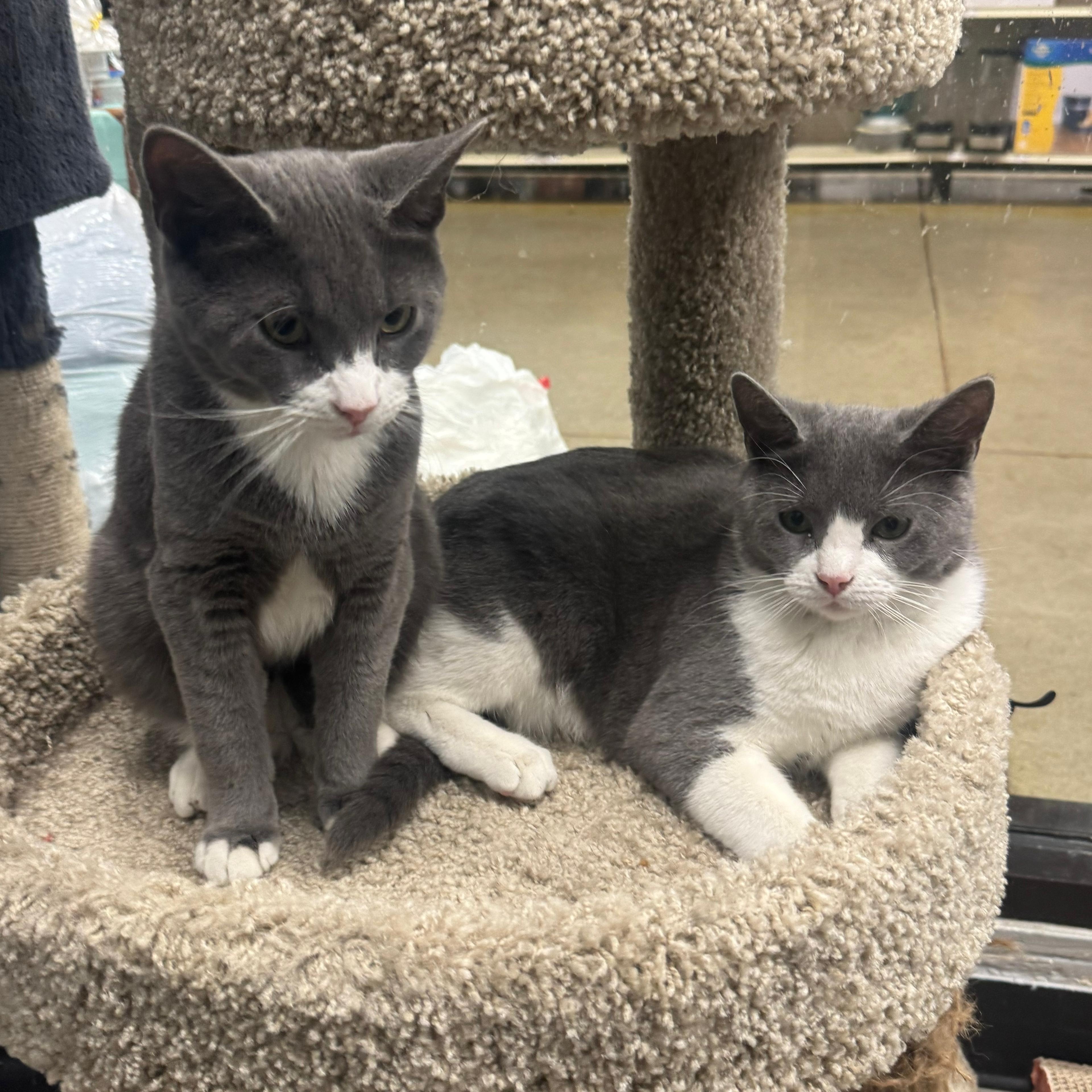 Enlarge Fleece & Flannel - BONDED PAIR, an adopted Domestic Short Hair in Maple Shade, NJ image 4/4