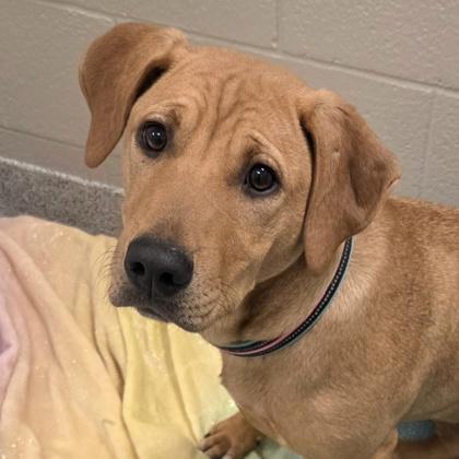 Marcy, ADOPTABLE, Young Female Mixed Breed.