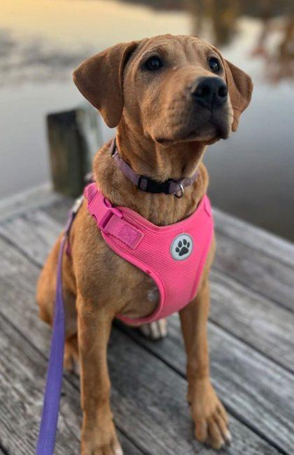 Enlarge Marcy, a ADOPTABLE mixed breed in Lansing, MI image 3/3