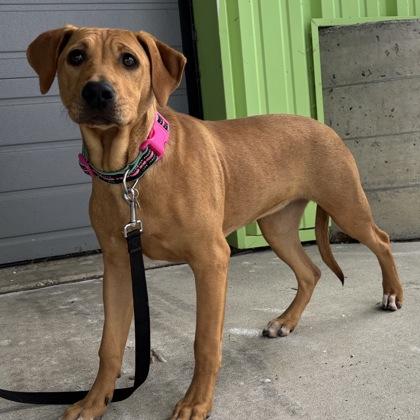 Enlarge Marcy, a ADOPTABLE mixed breed in Lansing, MI image 2/3