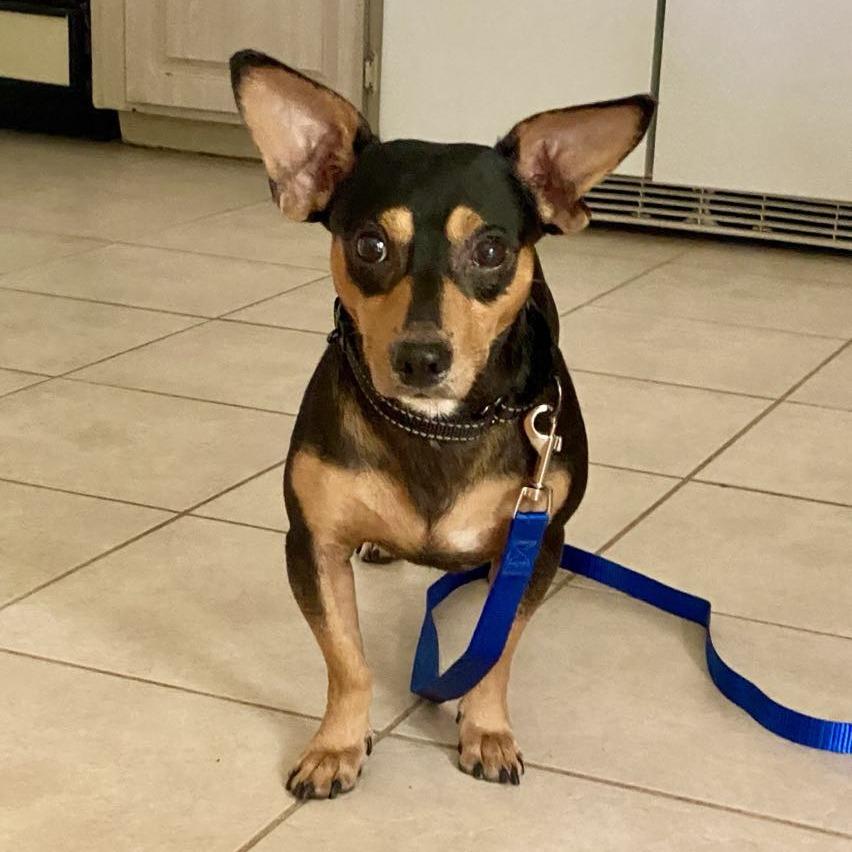 Kent, a Adoptable mixed breed in Katy, TX image 1/2