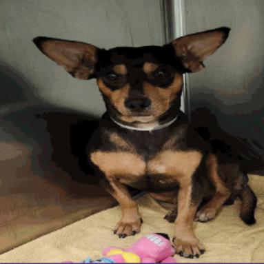 Kent, a Adoptable mixed breed in Katy, TX image 2/2