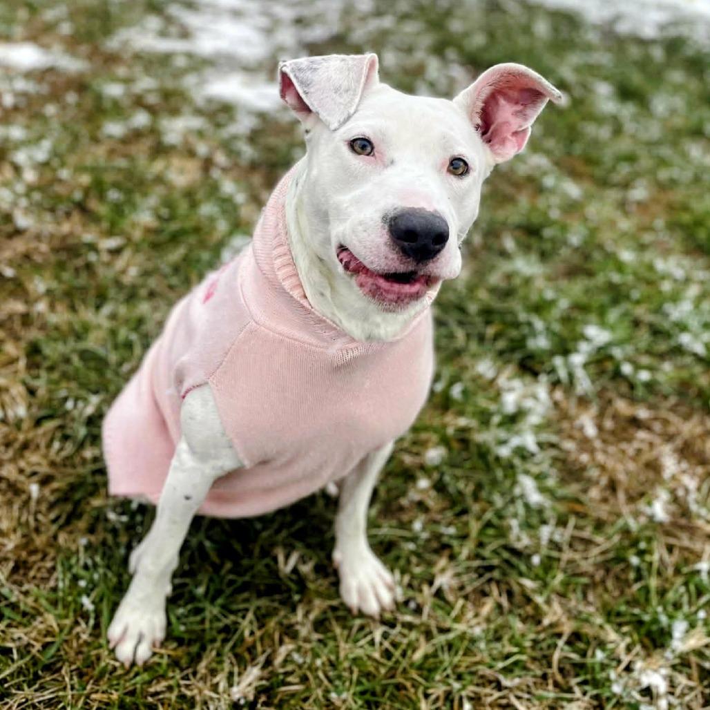 Penny, Adoptable, Adult Female Boxer & Australian Cattle Dog / Blue Heeler.