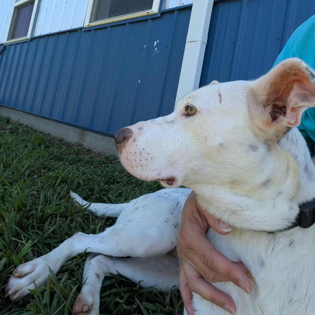 Penny, Adoptable, Adult Female Boxer & Australian Cattle Dog / Blue Heeler.