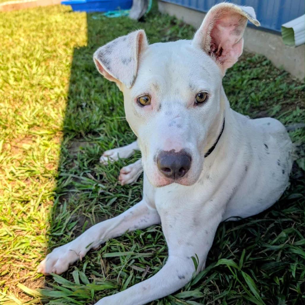 Enlarge Penny, a Adoptable mixed breed in CHANUTE, KS image 3/6