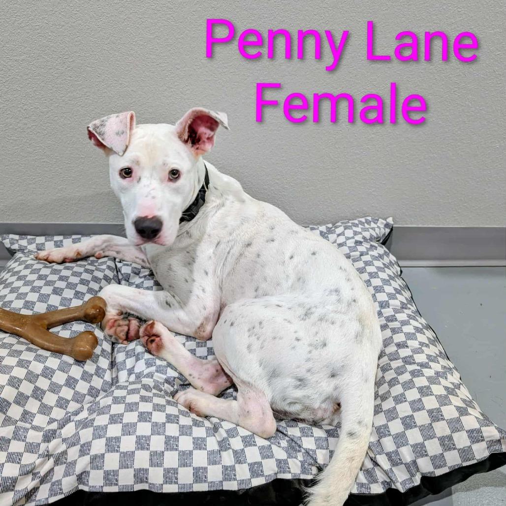 Enlarge Penny, a Adoptable mixed breed in CHANUTE, KS image 4/6