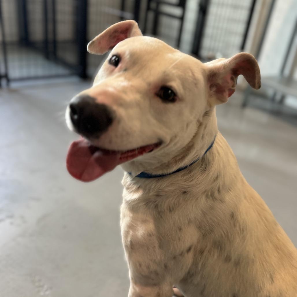 Enlarge Penny, a Adoptable mixed breed in CHANUTE, KS image 5/6