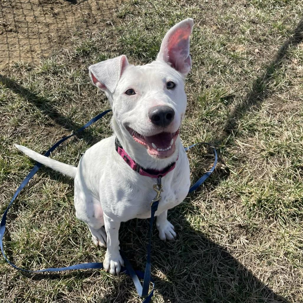 Enlarge Penny, a Adoptable mixed breed in CHANUTE, KS image 5/6