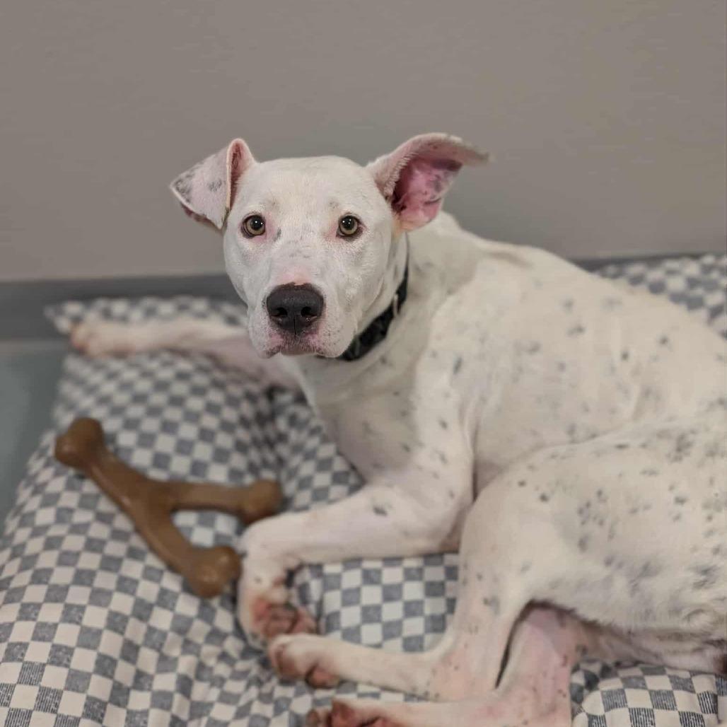 Enlarge Penny, a Adoptable mixed breed in CHANUTE, KS image 6/6