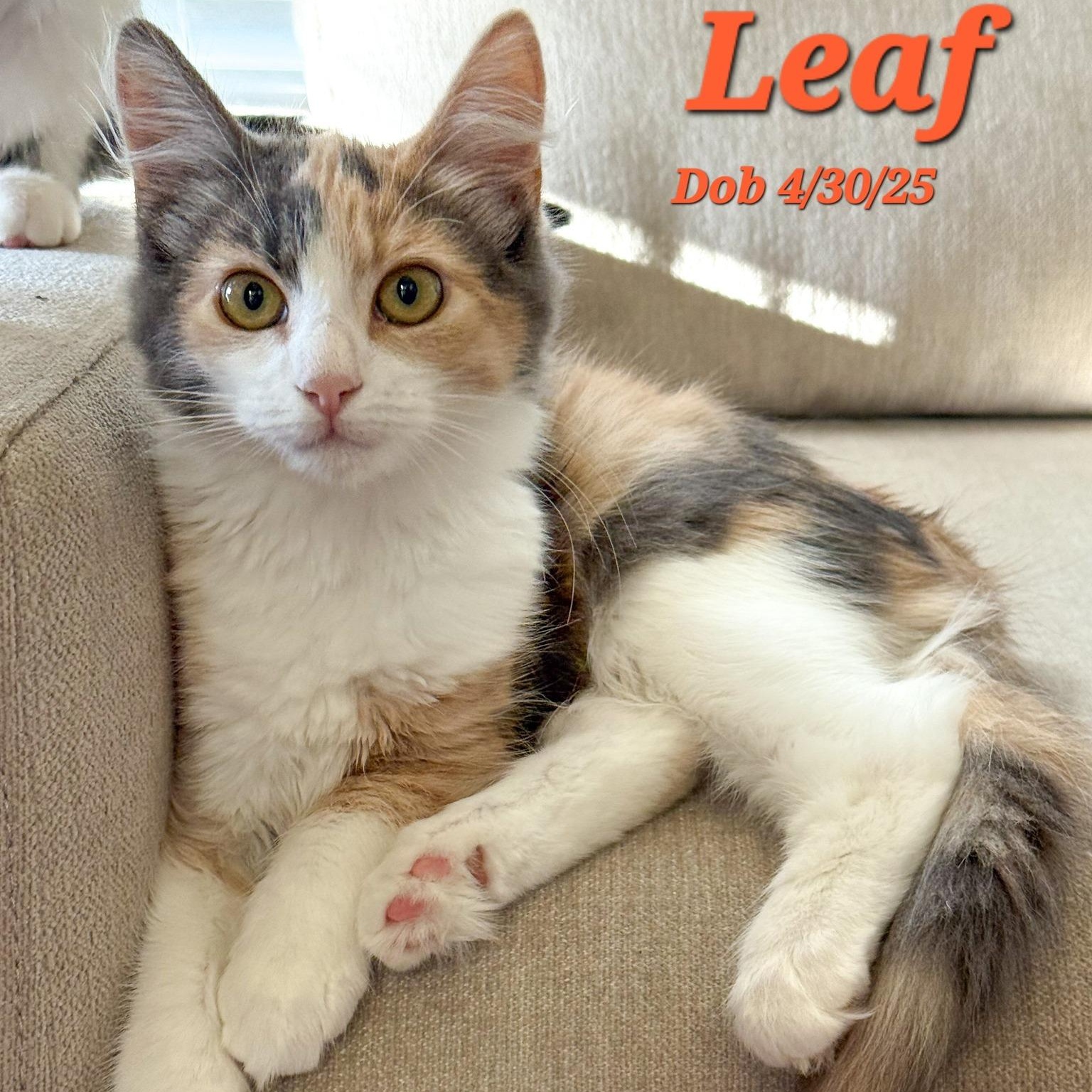 Enlarge Leaf, a Adoptable Domestic Medium Hair in Concord, CA image 1/1
