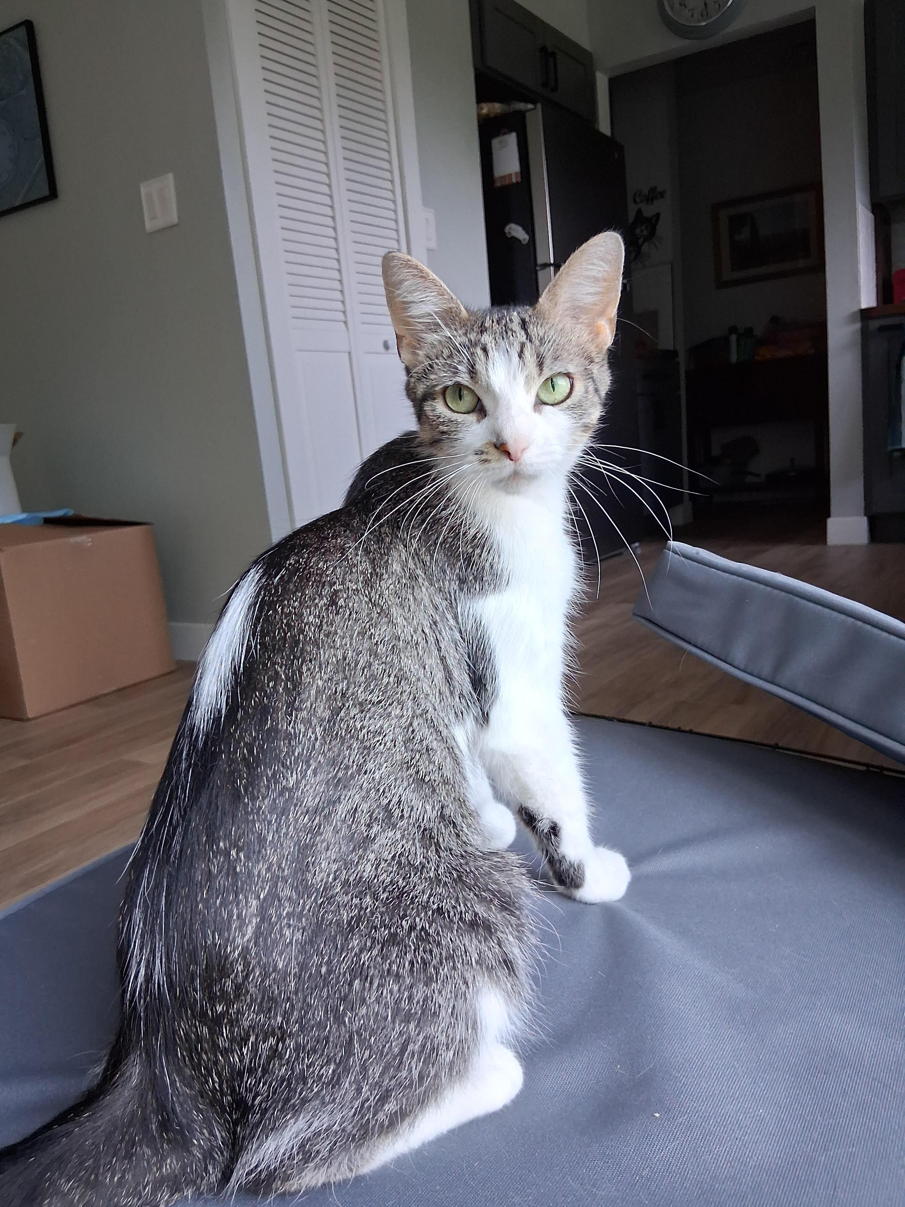 Enlarge Sally, a Adoptable Domestic Short Hair in South Lyon, MI image 1/1