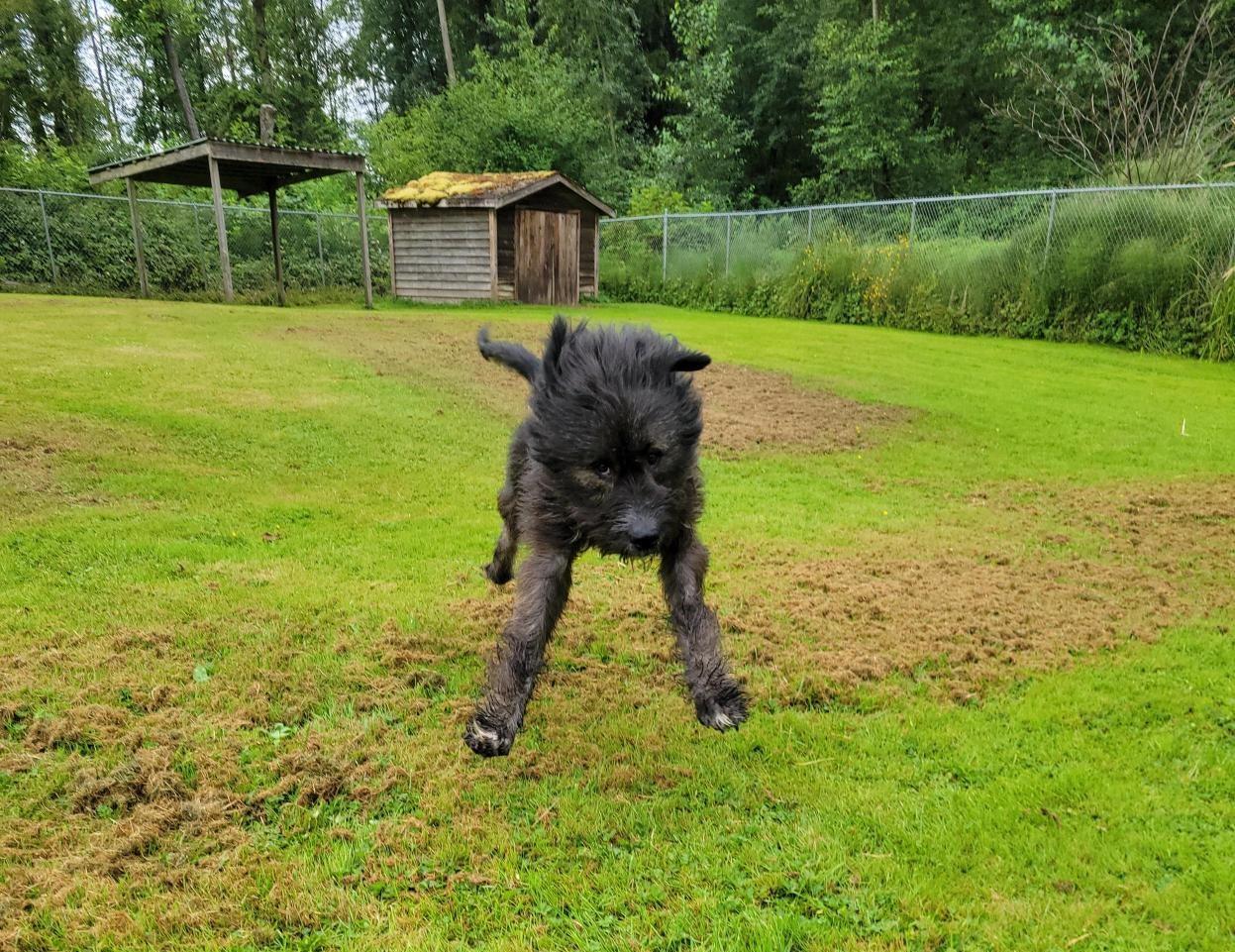 Barkley 40040 (Approx. 1 Year Old), a ADOPTABLE Mixed Breed in Langley, BC image 3/6