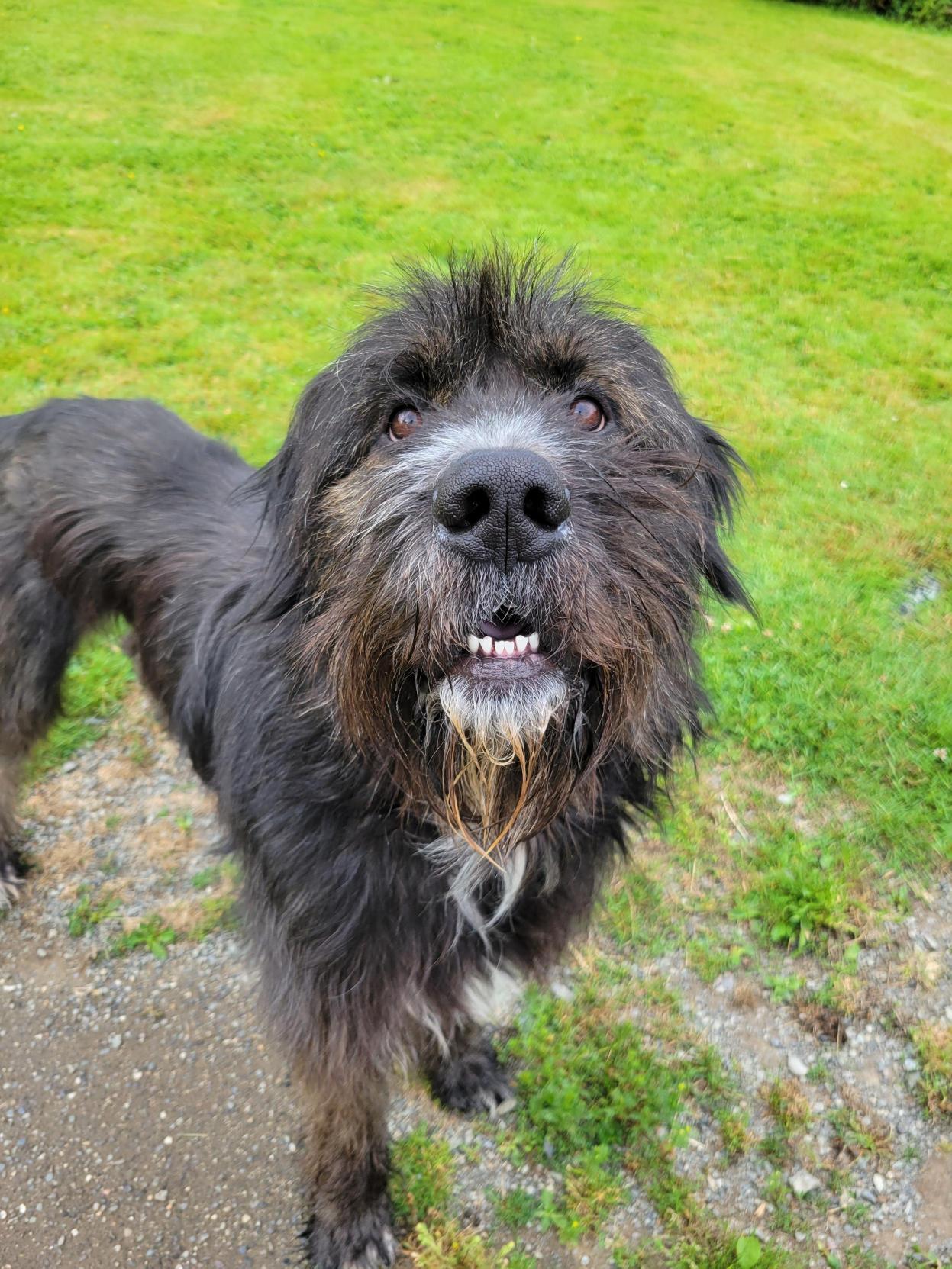 Barkley 40040 (Approx. 1 Year Old), ADOPTABLE, Adult Male Mixed Breed.