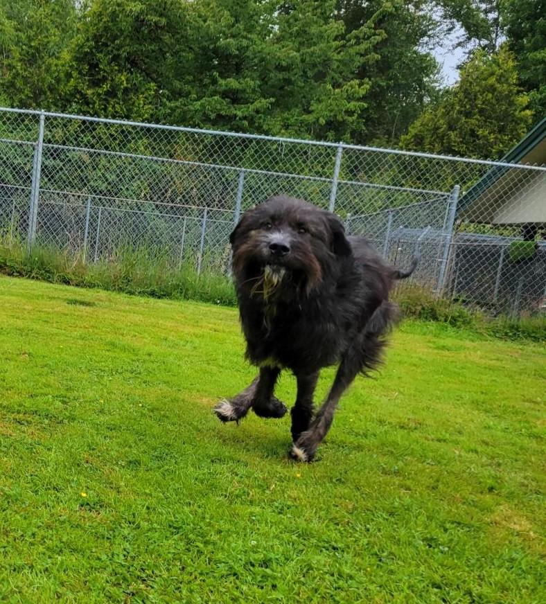 Barkley 40040 (Approx. 1 Year Old), a ADOPTABLE Mixed Breed in Langley, BC image 2/6