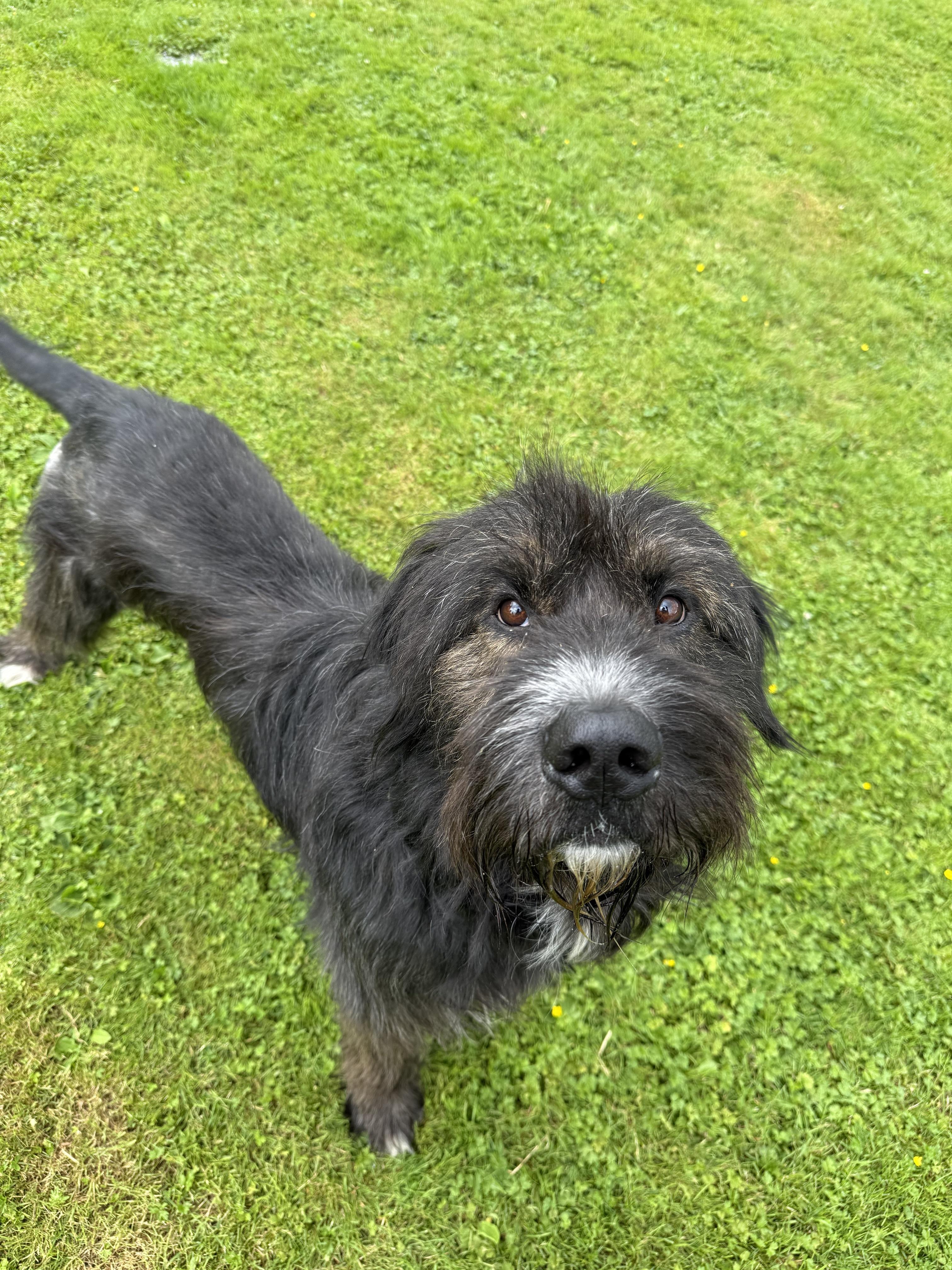 Barkley 40040 (Approx. 1 Year Old), a ADOPTABLE Mixed Breed in Langley, BC image 4/6