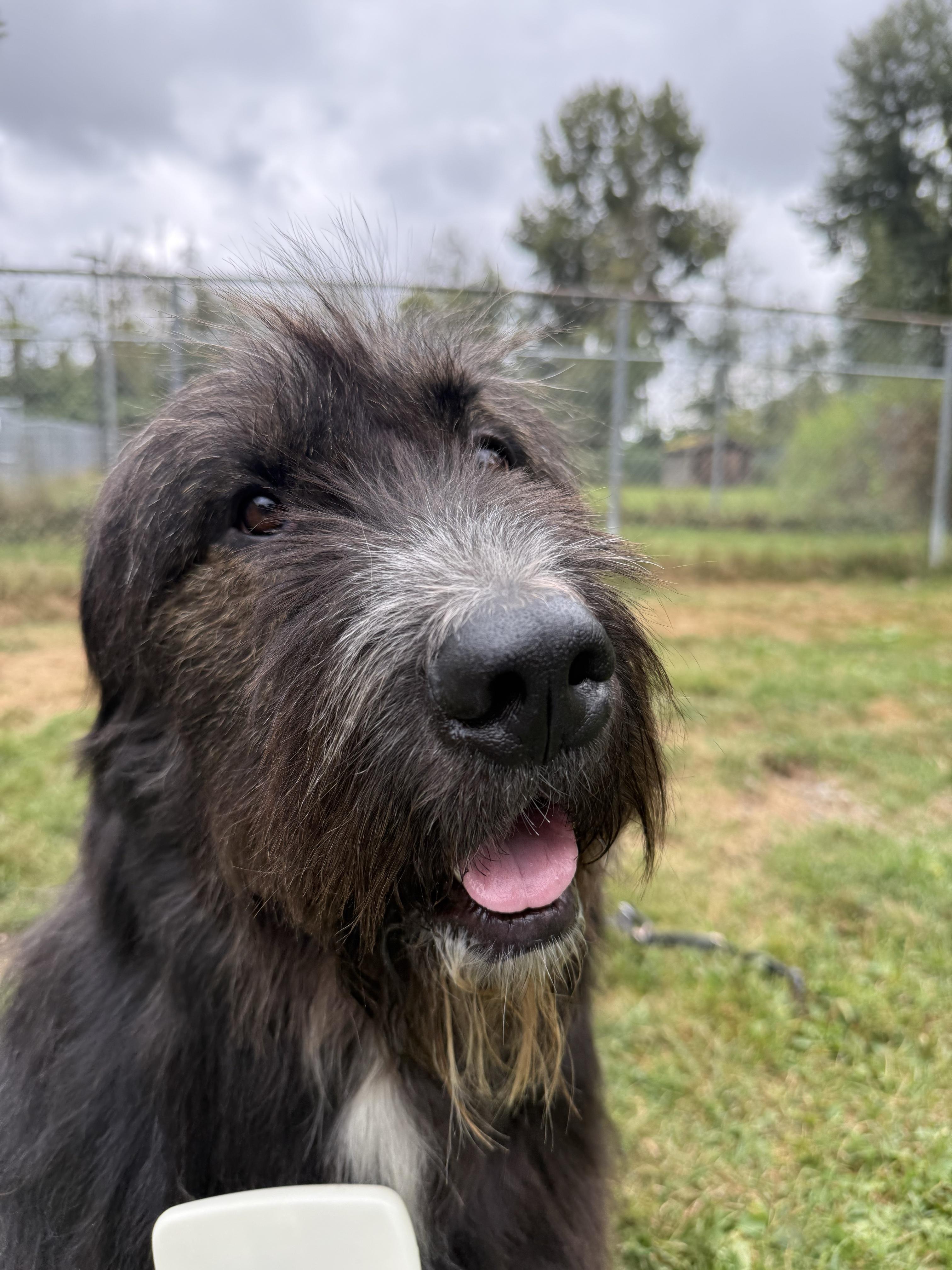 Enlarge Barkley 40040 (Approx. 1 Year Old), a Adopted Mixed Breed in Langley, BC image 3/6