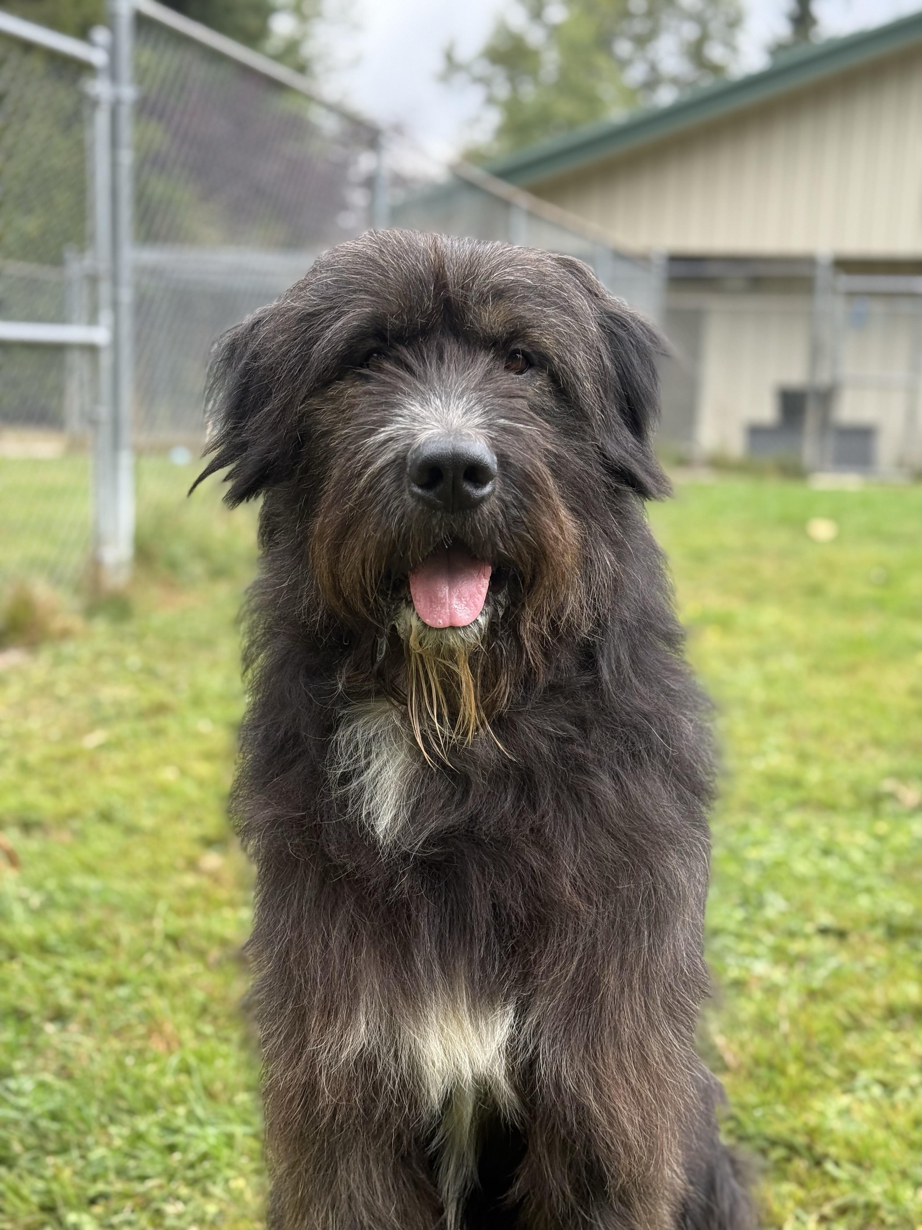 Enlarge Barkley 40040 (Approx. 1 Year Old), a Adopted Mixed Breed in Langley, BC image 1/6