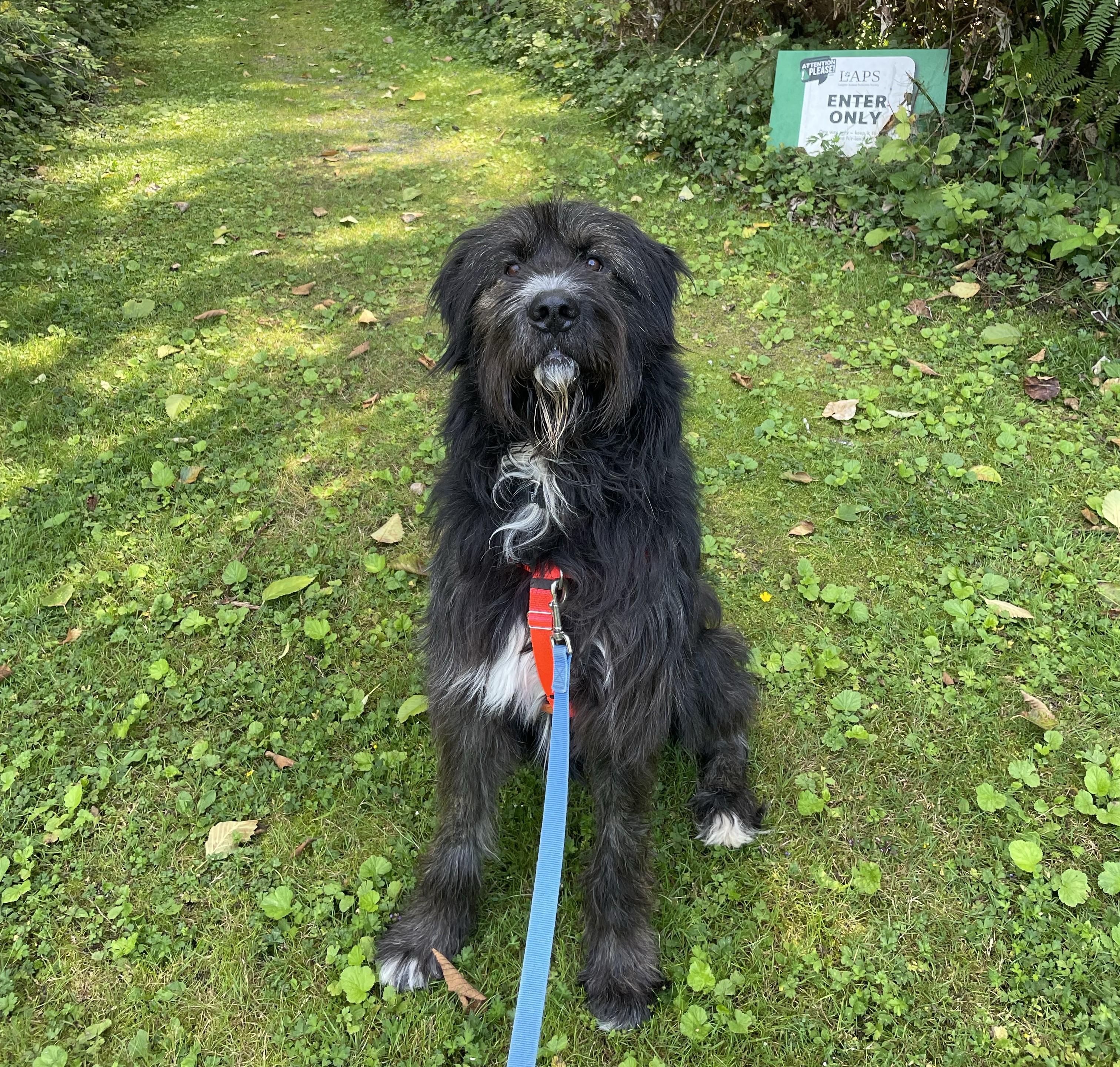 Barkley 40040 (Approx. 1 Year Old), a ADOPTABLE Mixed Breed in Langley, BC image 5/6