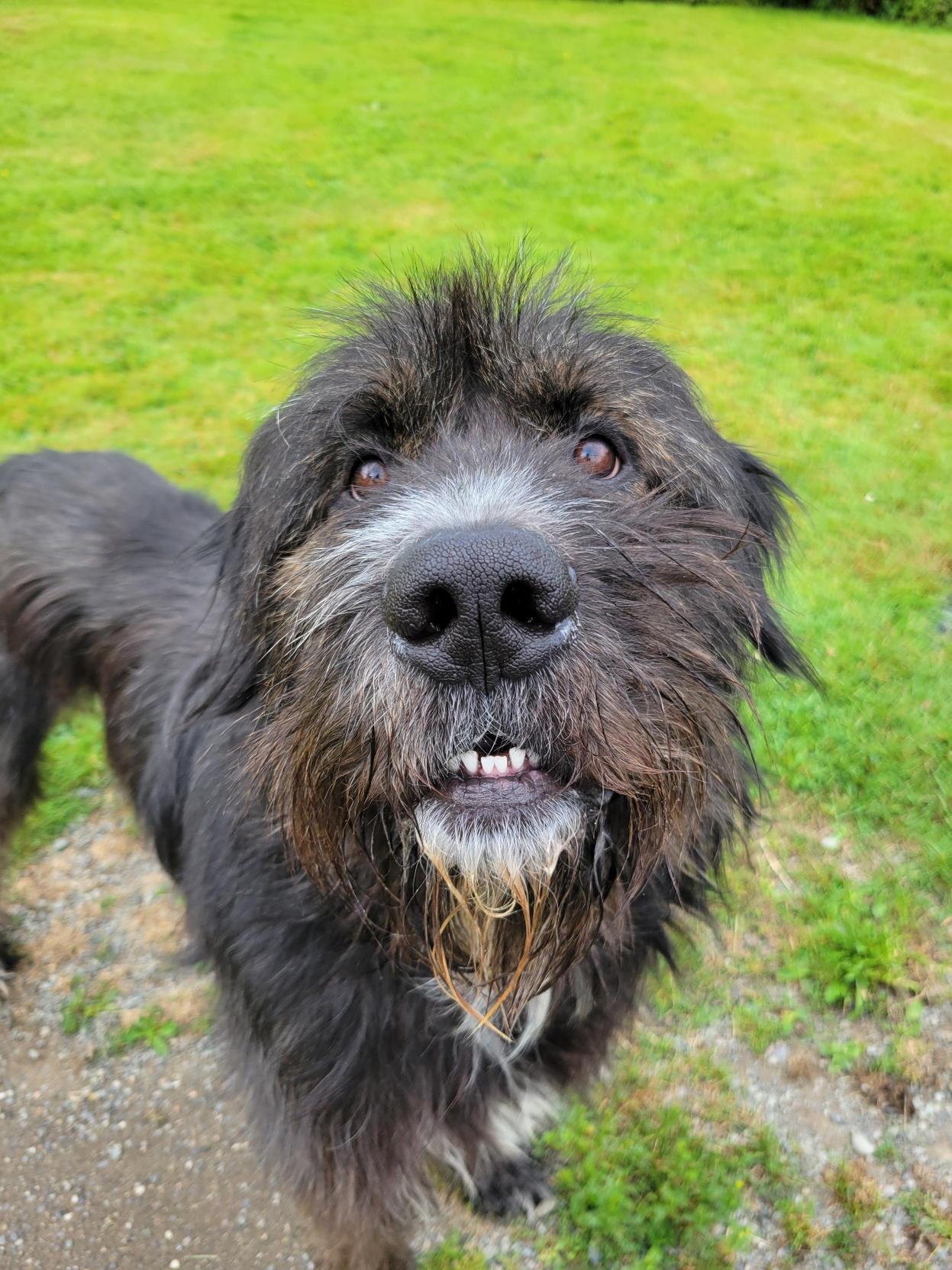 Barkley 40040 (Approx. 1 Year Old), a ADOPTABLE Mixed Breed in Langley, BC image 6/6