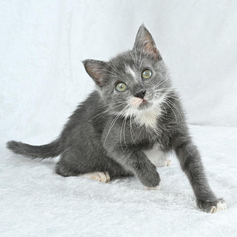Zack, a Adoptable Domestic Short Hair in Mobile, AL image 1/6