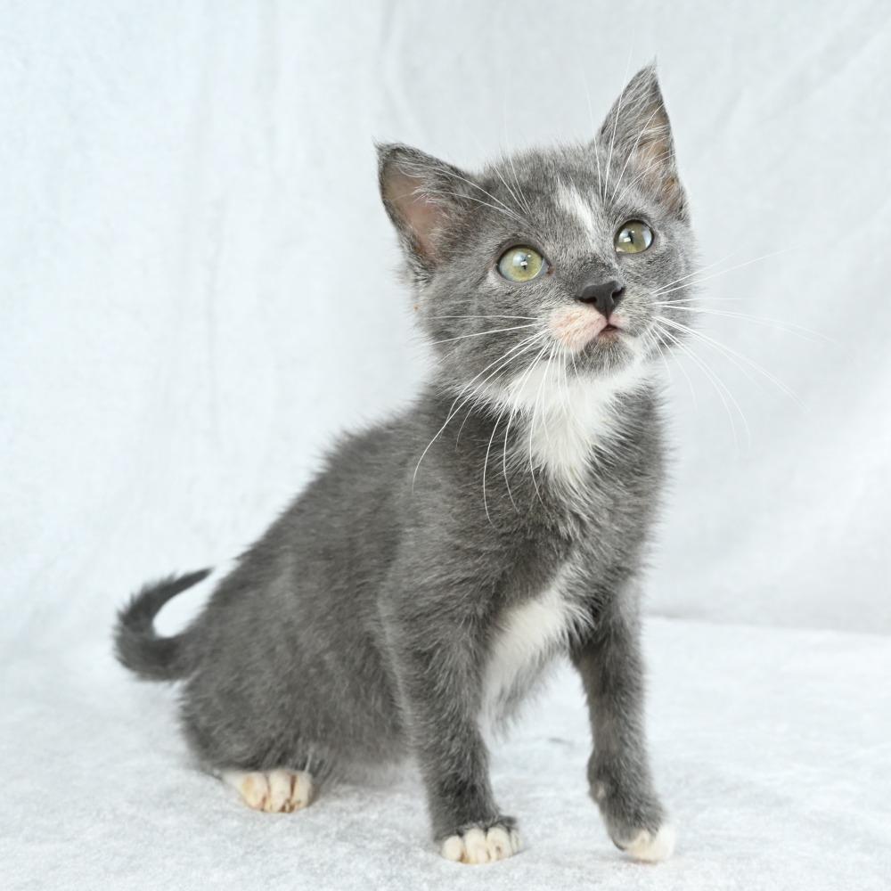 Zack, a Adoptable Domestic Short Hair in Mobile, AL image 2/6