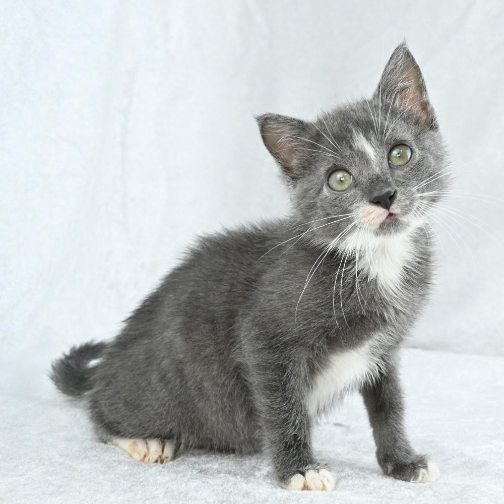 Zack, a Adoptable Domestic Short Hair in Mobile, AL image 3/6