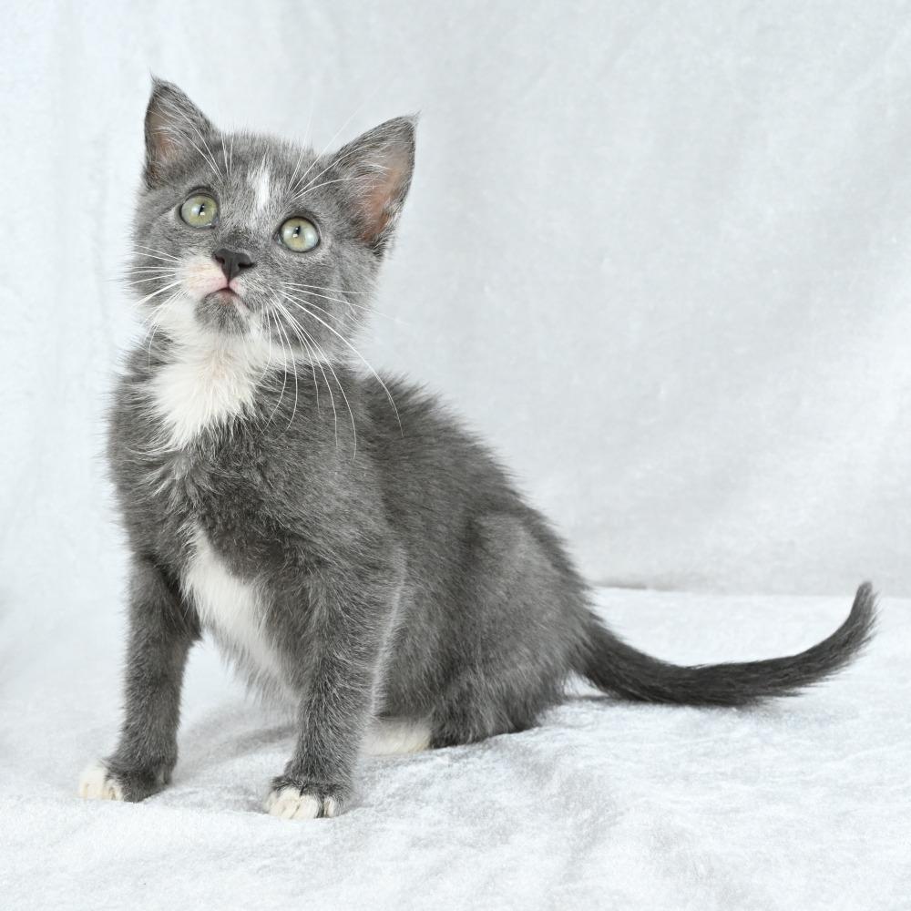 Zack, a Adoptable Domestic Short Hair in Mobile, AL image 4/6