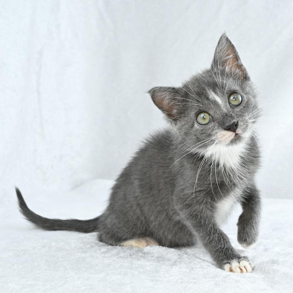 Zack, a Adoptable Domestic Short Hair in Mobile, AL image 5/6
