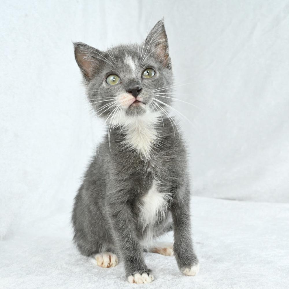 Zack, a Adoptable Domestic Short Hair in Mobile, AL image 6/6