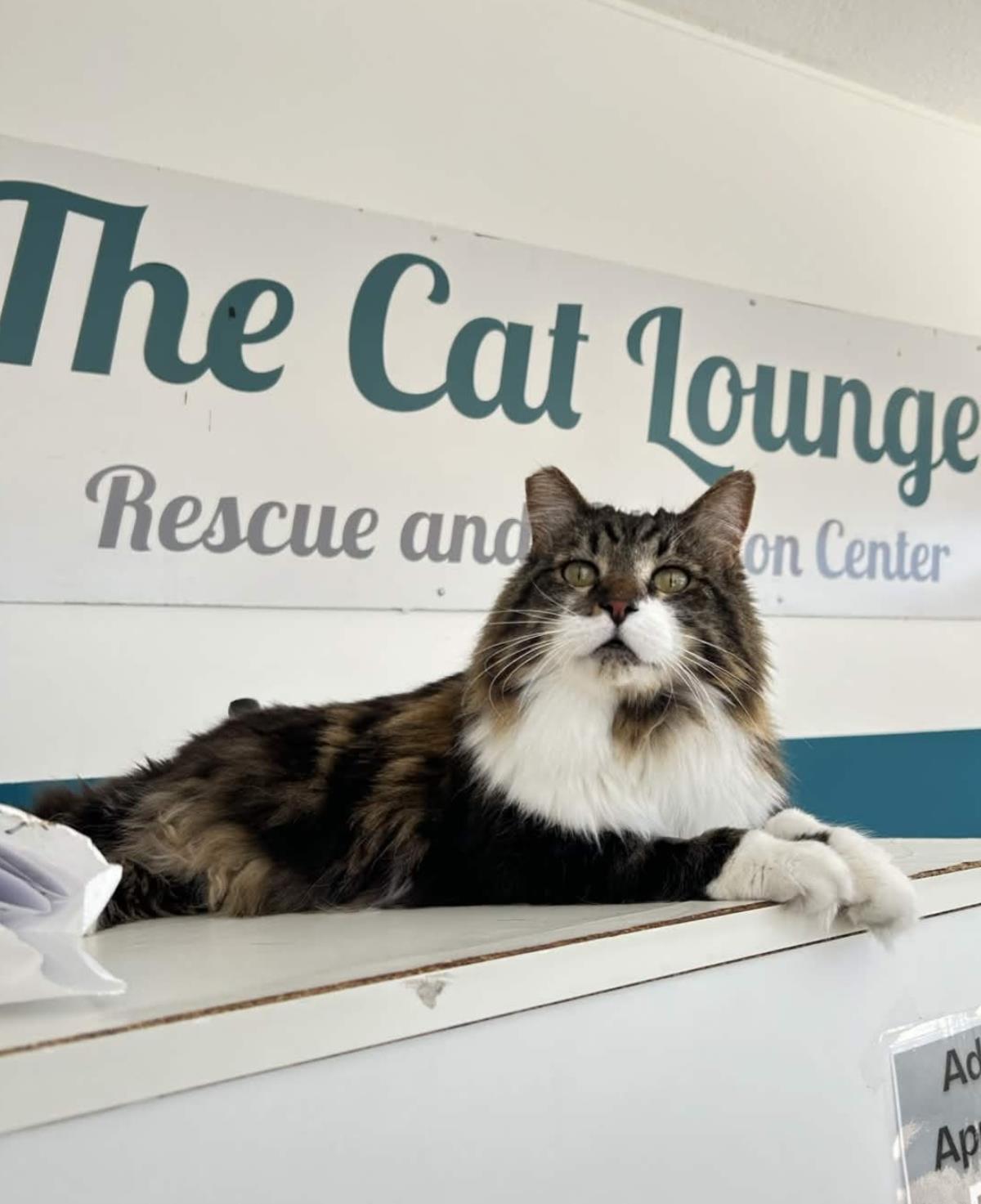 Panda, Adoptable, Senior Male Domestic Long Hair & Maine Coon.