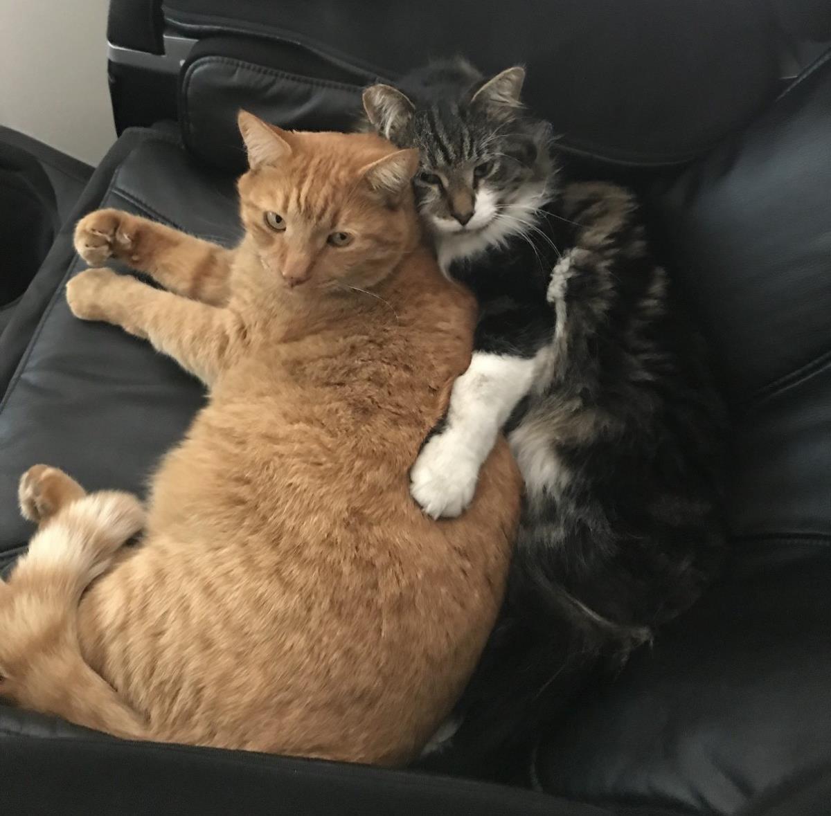 Enlarge Panda, a Adoptable mixed breed in La Jolla, CA image 2/3