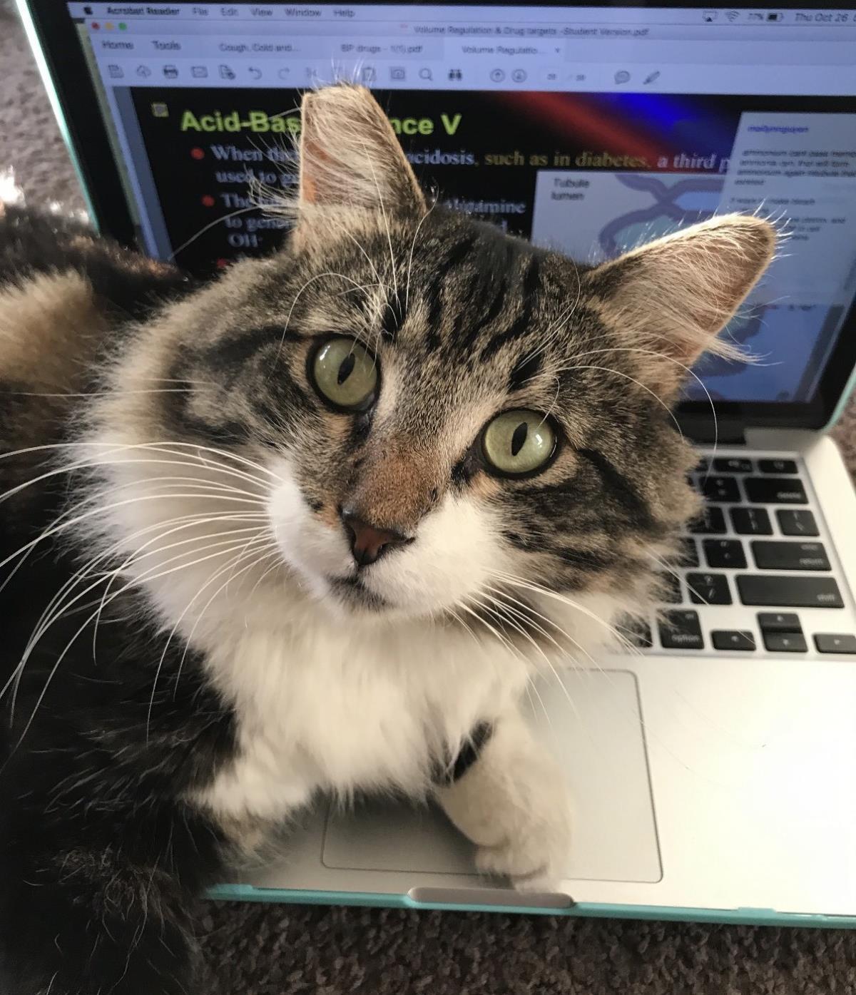 Enlarge Panda, a Adoptable mixed breed in La Jolla, CA image 3/3