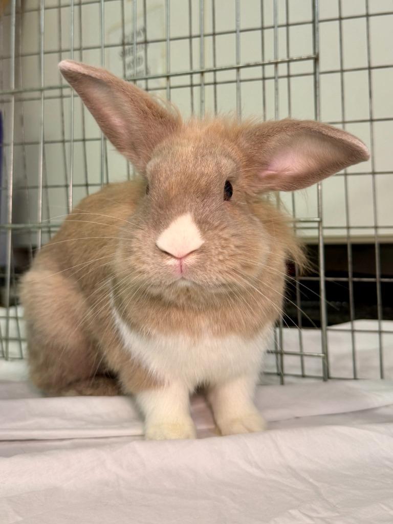 Enlarge Asher, a Adoptable American in Pflugerville, TX image 1/6