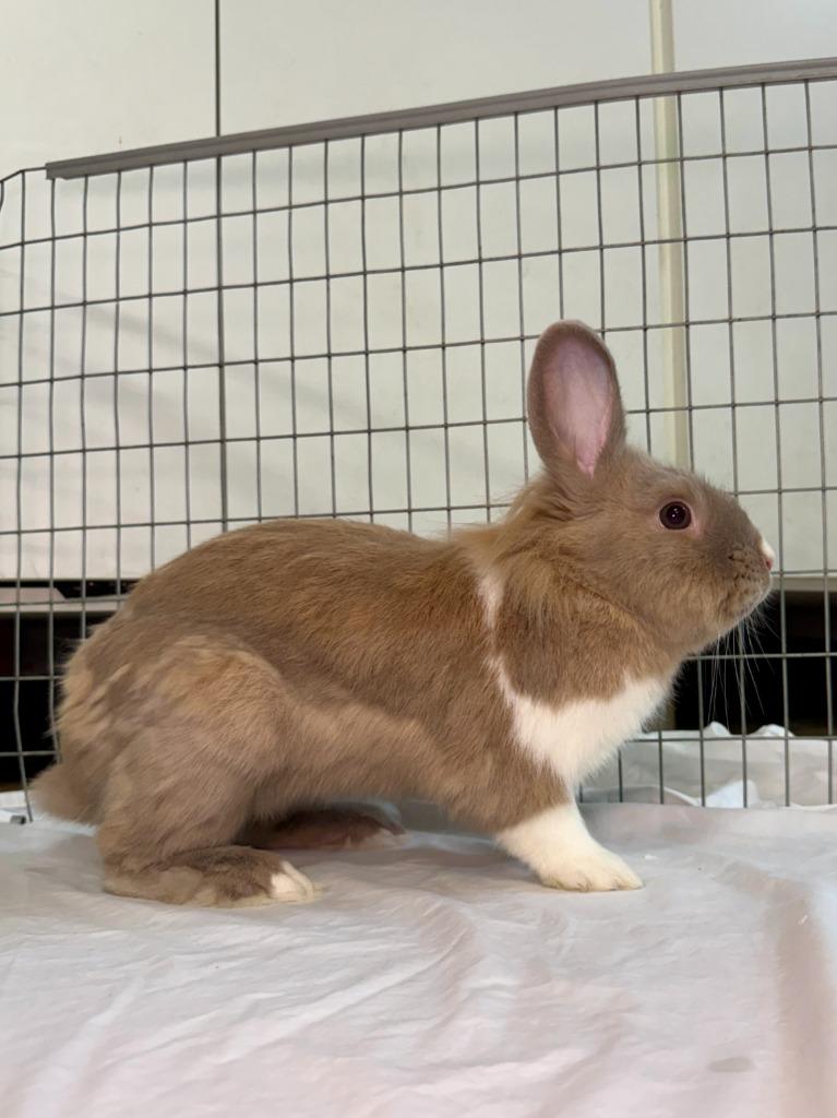 Enlarge Asher, a Adoptable American in Pflugerville, TX image 3/6