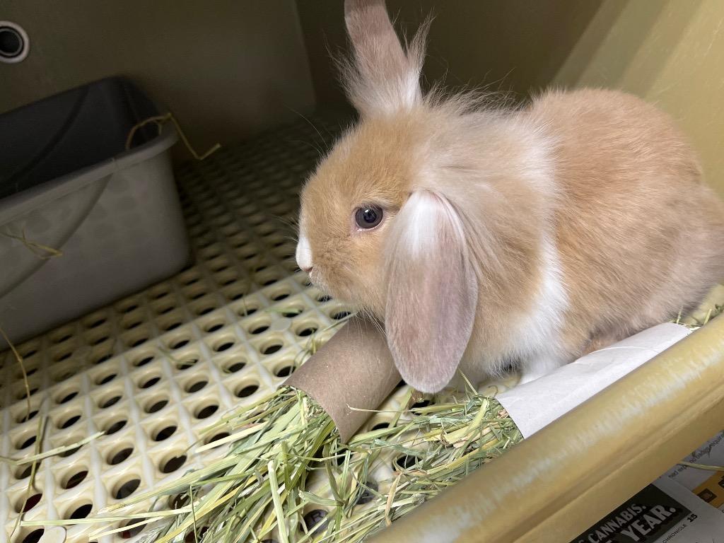 Asher, Adoptable, Young Male American.