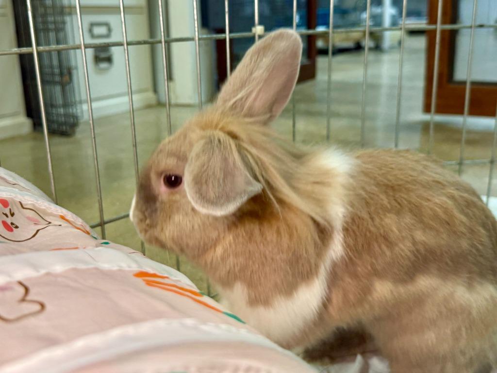 Enlarge Asher, a Adoptable American in Pflugerville, TX image 3/6