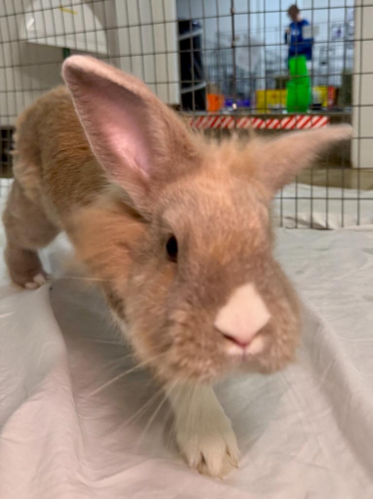 Enlarge Asher, a Adoptable American in Pflugerville, TX image 4/6