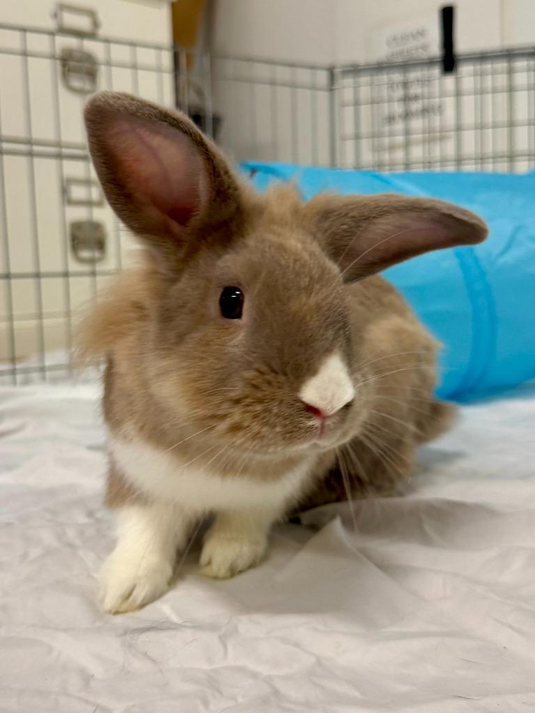 Enlarge Asher, a Adoptable American in Pflugerville, TX image 5/6