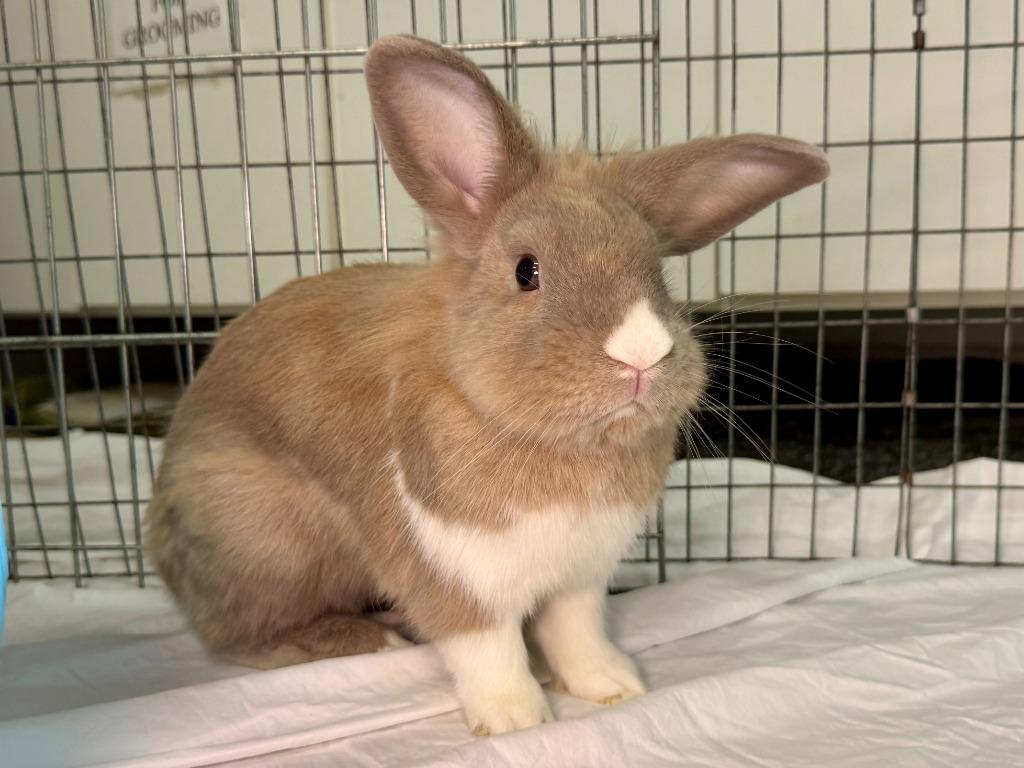 Enlarge Asher, a Adoptable American in Pflugerville, TX image 6/6