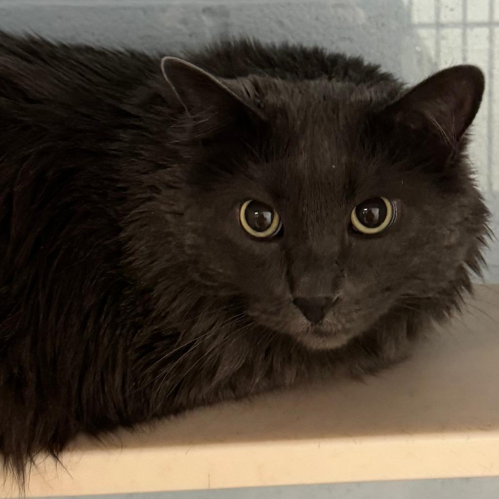 Marsha, Adoptable, Adult Female Domestic Long Hair.