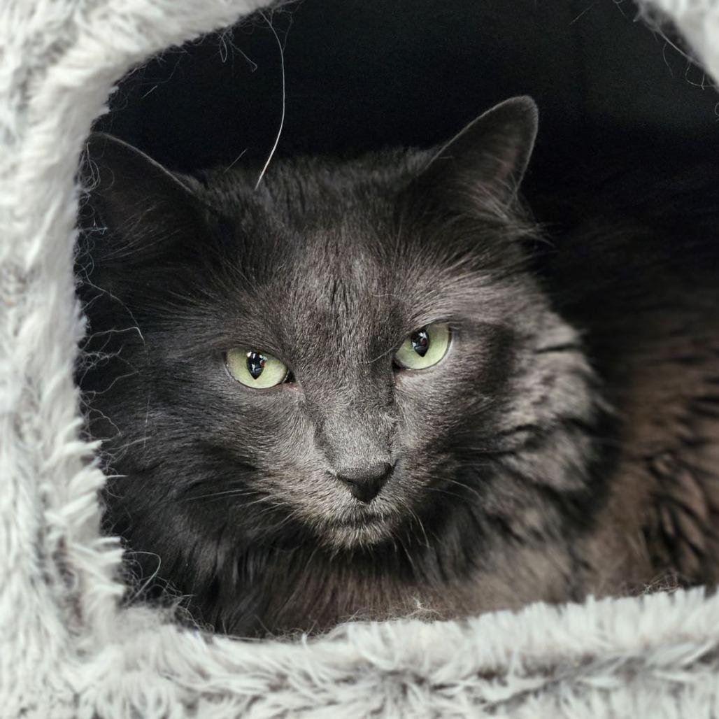 Enlarge Marsha, a Adoptable Domestic Long Hair in Lakewood, CO image 2/5