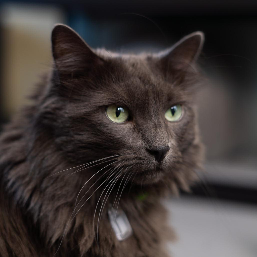 Enlarge Marsha, a Adoptable Domestic Long Hair in Lakewood, CO image 3/5
