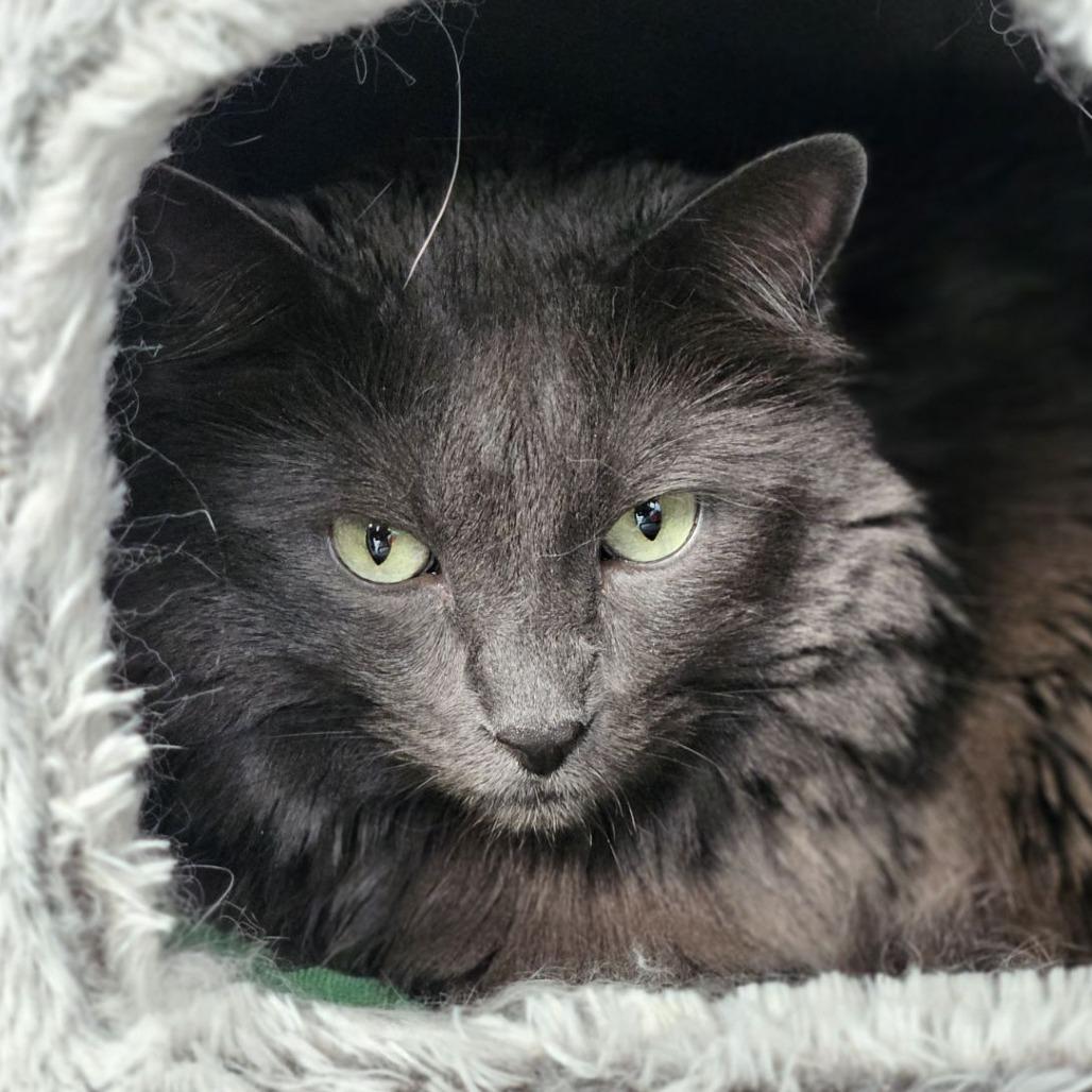 Enlarge Marsha, a Adoptable Domestic Long Hair in Lakewood, CO image 4/5