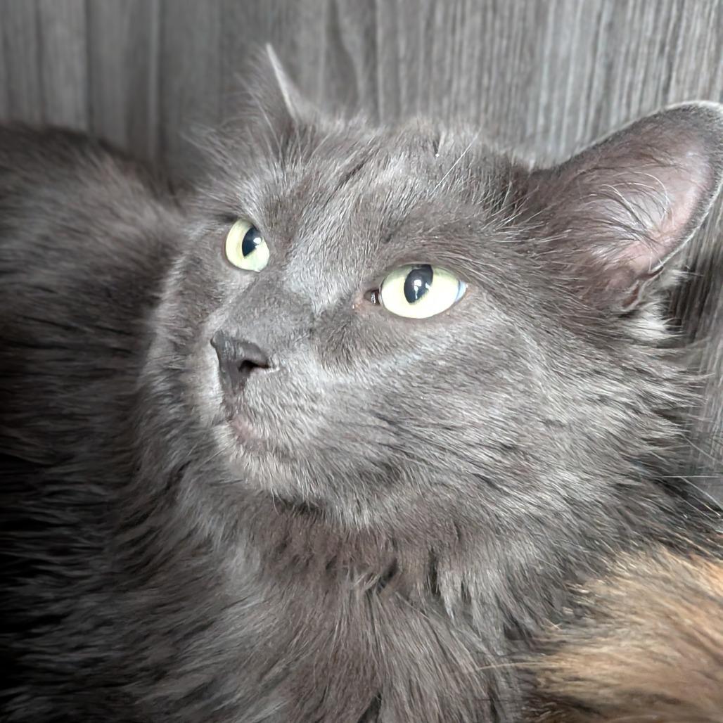 Enlarge Marsha, a Adoptable Domestic Long Hair in Lakewood, CO image 5/5