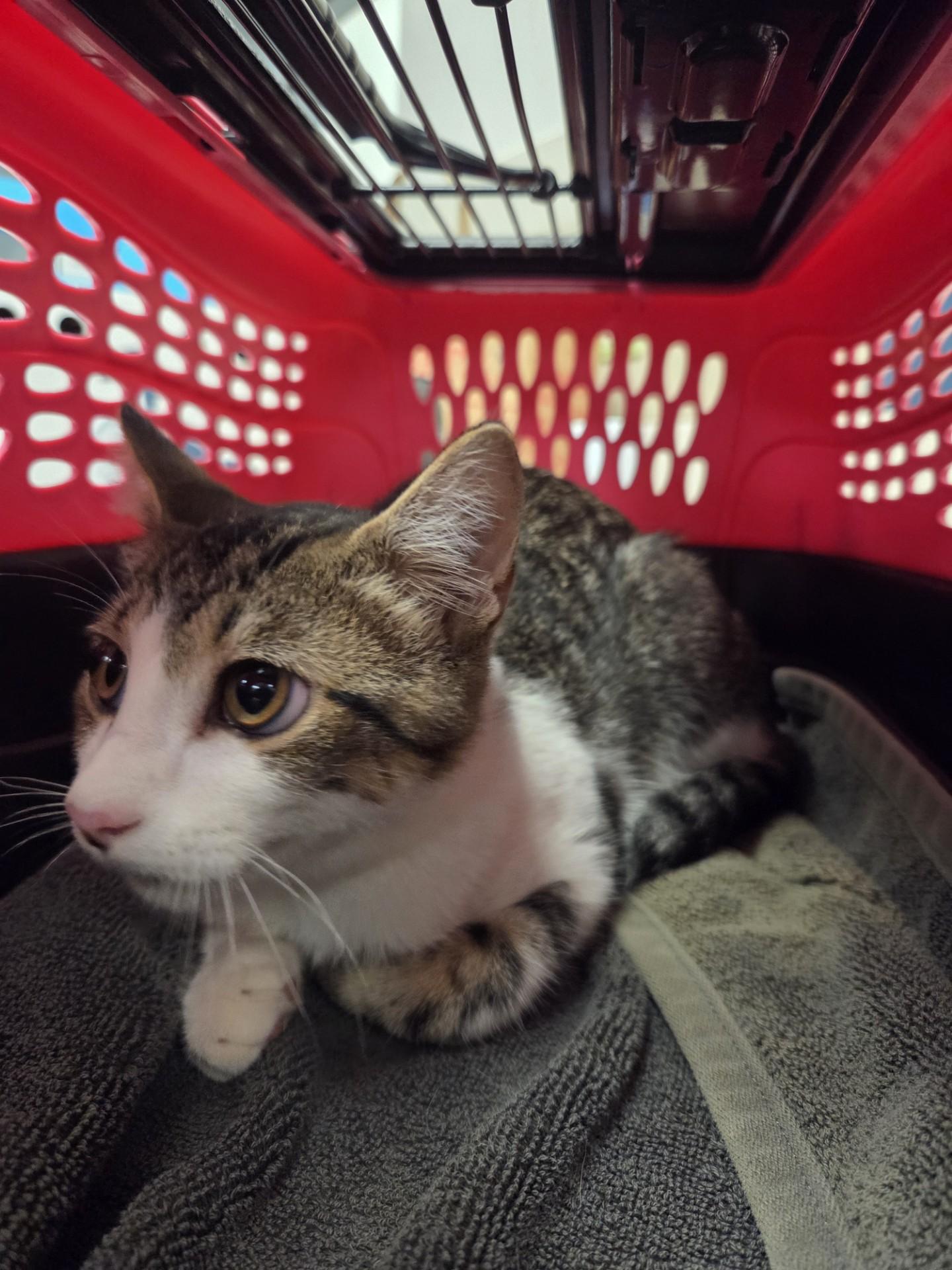Clarence, Adopted, Young Male Domestic Short Hair.