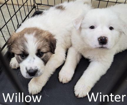 Willow, Adopted, Puppy Female Great Pyrenees & Labrador Retriever.