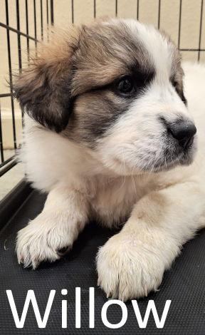 Enlarge Willow, a Adopted mixed breed in Mountain View, AR image 2/2