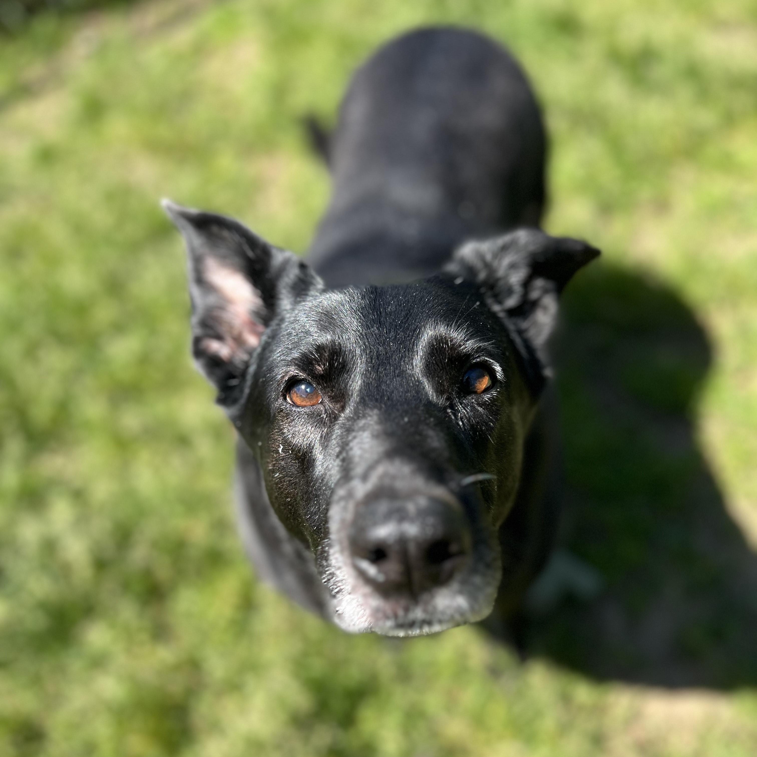 Dixie, a Adoptable mixed breed in Mishawaka, IN image 1/6