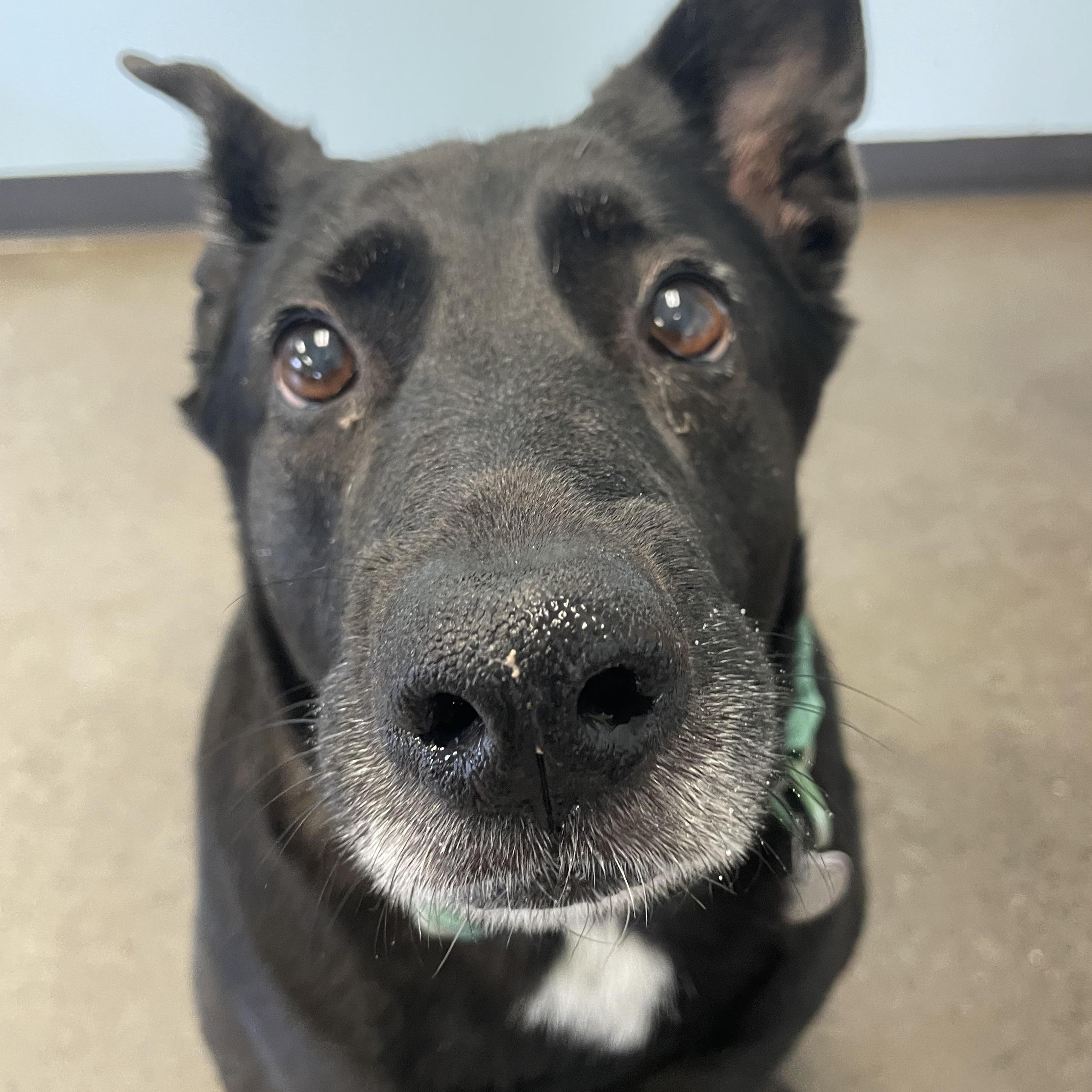 Dixie, a Adoptable mixed breed in Mishawaka, IN image 2/6